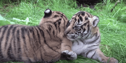 GIF by Mashable