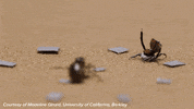 dance spider GIF by Science Friday