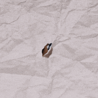 Rarity Finds GIF