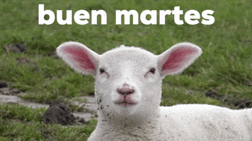 Martes En La Mañana GIF by Sealed With A GIF