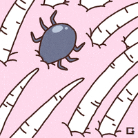 Ticks GIF by gifnews