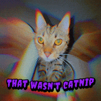 doublemeowski cat meme funnycat catnip cat memes GIF