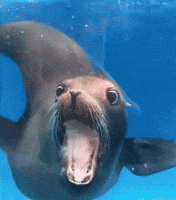 Open Up Hello GIF