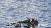 sea otter love GIF by Monterey Bay Aquarium