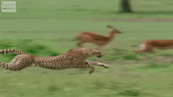 slow motion cheetah GIF by HuffPost