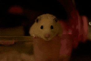 hamster GIF