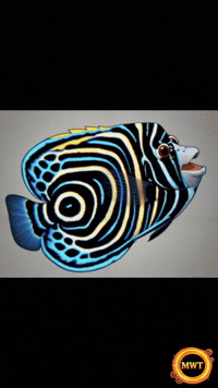 3Danimation GIF