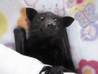 Cute Rescued Bat Enjoys a Smoothie