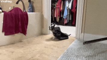 Puppy Thief Steals All the Things