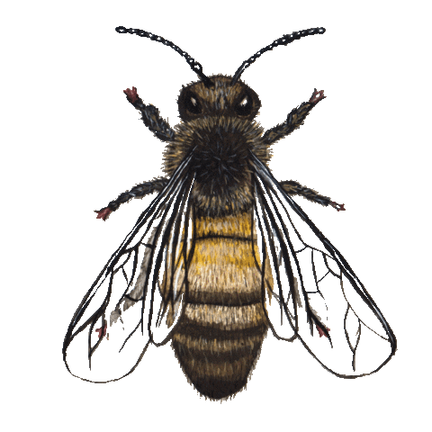 Honey Bee Art Sticker by Doris Wopereis