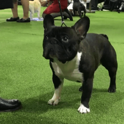 french bulldog dogs GIF by Westminster Kennel Club