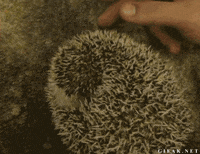 stretch GIF