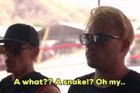 Okay_Decision a what a snake oh my GIF