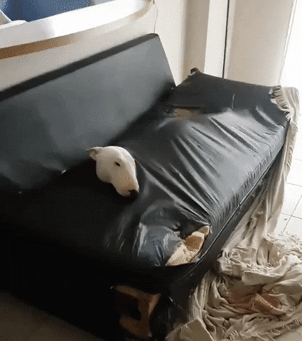 xcbcvccxscxcv giphyupload GIF