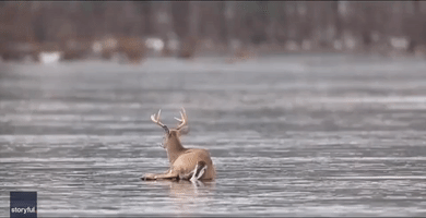 Man Rescues Deer From Frozen Greeley Lake, Pennsylvania