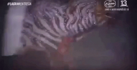 holatotis horse GIF