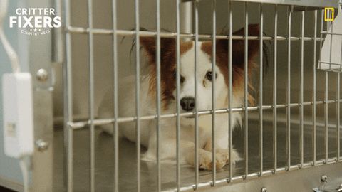 National Geographic Vet GIF by Nat Geo Wild