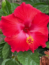 Happy Birthday Hello GIF by Tricia  Grace