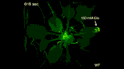plant GIF