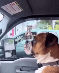Scared Dog GIF by Respective