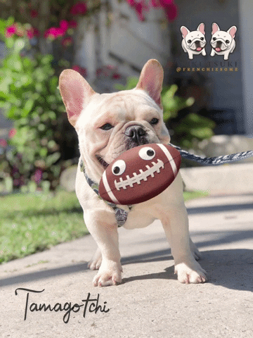 Miamiregalblues giphyattribution frenchie french bulldog frenchbulldog GIF