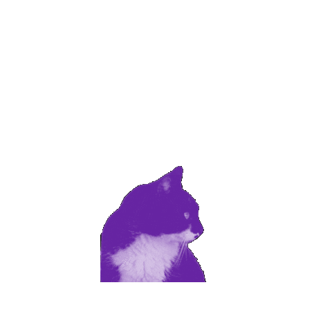 Gato Sticker by Instituto Caminhabilidade