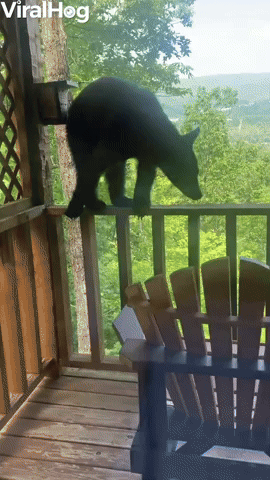 Bear Climbs up to Investigate Cabin Deck