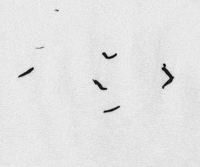 lips butterfly GIF by TraceLoops