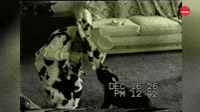 Dog Rodeo