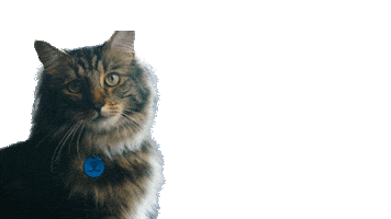 Cool Cat Sticker by Battersea