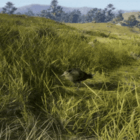 theHunterCOTW dance bird scotland funky GIF