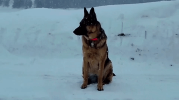 German Shepherd Chills Out in Ontario Snow
