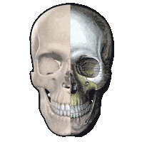 3d4medicalfromelsevier heart 3d skull skeleton Sticker