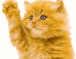 Photo gif. Fluffy orange kitten waving.