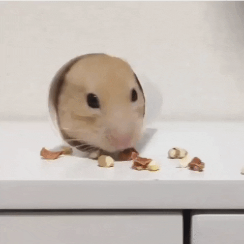 cuteanimalland giphyupload GIF