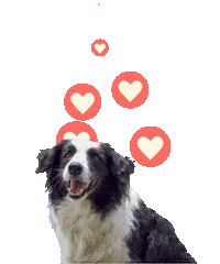 kombordersnaestrada komborders komborder Sticker