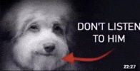 Dog GIF