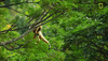 nat geo monkey GIF by National Geographic Channel