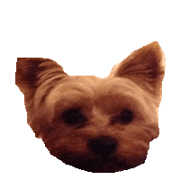puppy yorkie STICKER by imoji