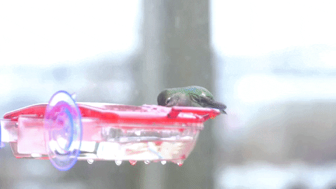 Talonbooks giphyupload Humming Bird GIF