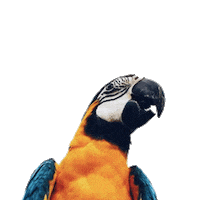 adlalita sticker rainbow flower black Sticker