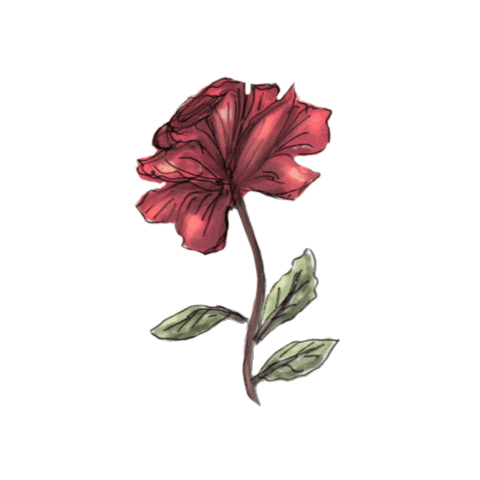 hussainsdaughter giphygifmaker rose mendh1 hussainsdaughter Sticker