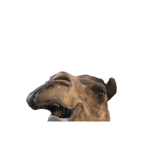 Wednesday Hump Day Sticker by GEICO