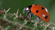 lady bug insect GIF