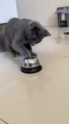 Clever Kitties Learn How to Ring Bell