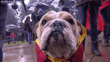 cross country dog GIF by RunnerSpace.com