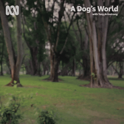 Dog GIF by ABC TV + IVIEW