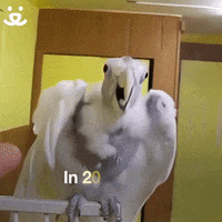 Bird Reaction GIF by Best Friends Animal Society