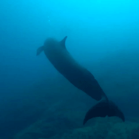 Divers Amazed by False Killer Whale 'Dancing'