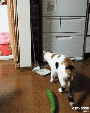 fool GIF